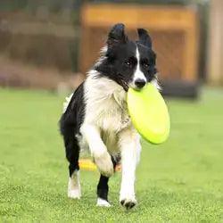 OnlinePetToys™- Dog rubber flying disc - Shoply
