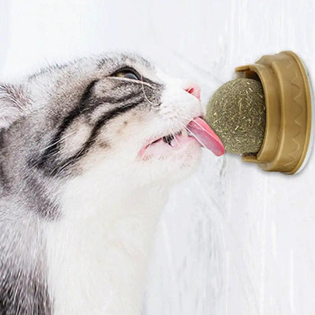 Natural Catnip Cat Wall Stick-on Ball - Shoply